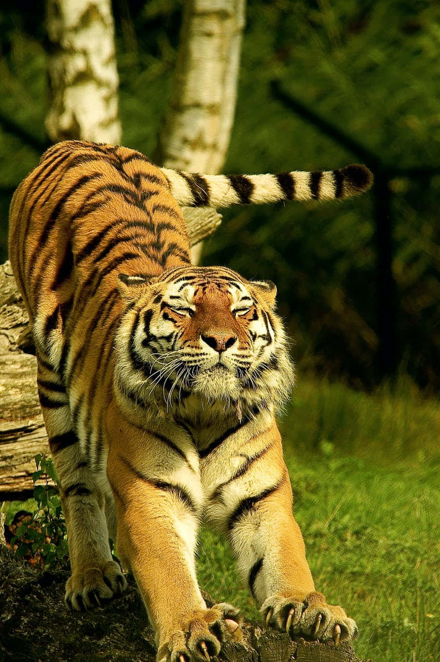 Somatic, tiger, log, HD Phone Wallpaper