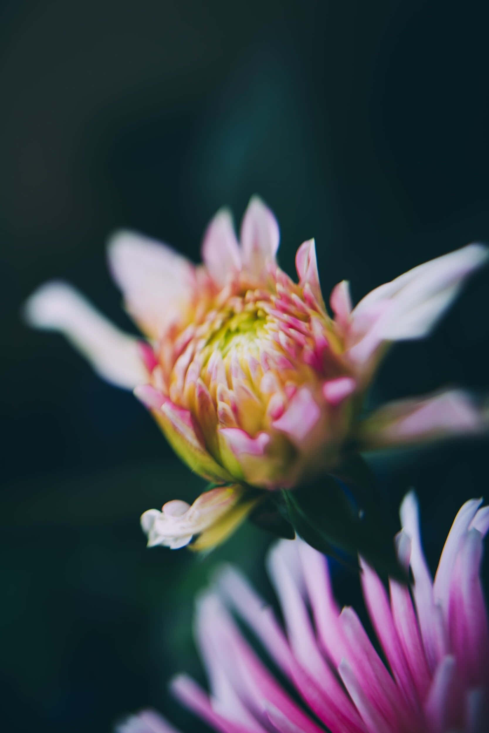 Somatic, purple flower, pink and yellow chrysanthemum bud, Full HD Phone Wallpaper