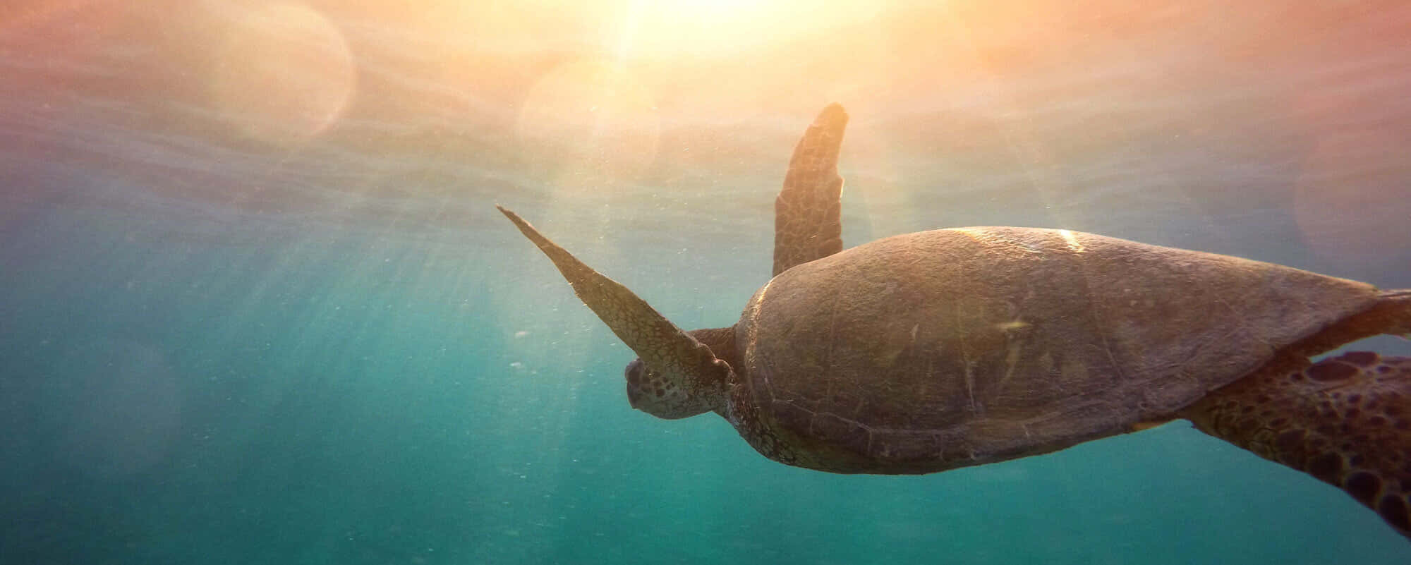 Somatic, turtle, sunlit turquoise water, Full HD Desktop Wallpaper