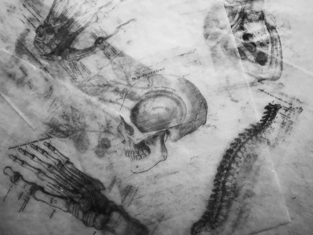 Somatic, skull, spine, SD Desktop Wallpaper