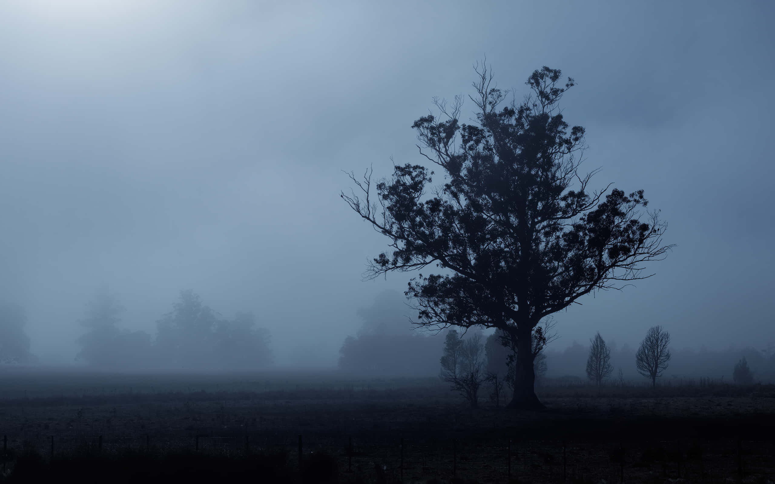 Somber, night, lone tree, 2K Desktop Wallpaper
