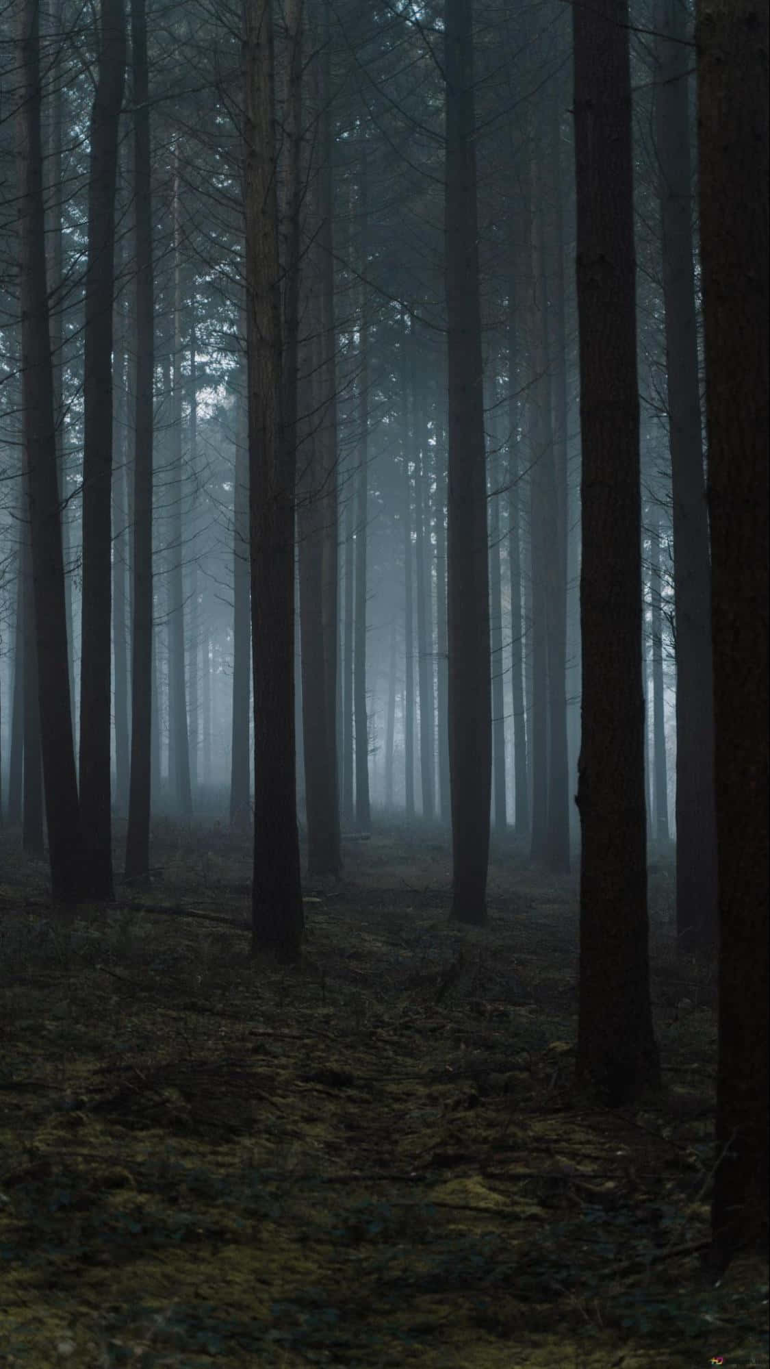 Shallow Night, misty forest, tall dark trees, Full HD Phone Wallpaper
