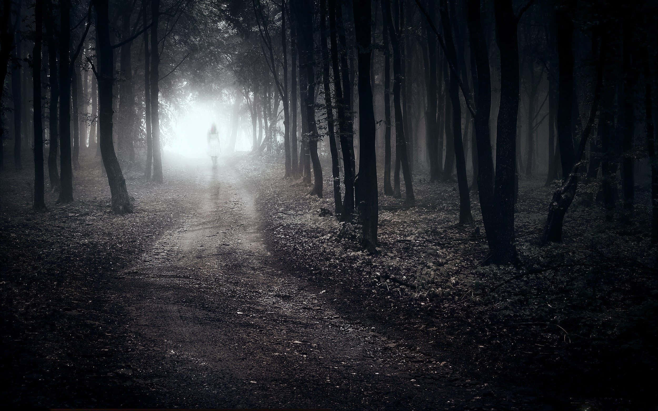 Somber, forest, misty forest path, Full HD Desktop Wallpaper