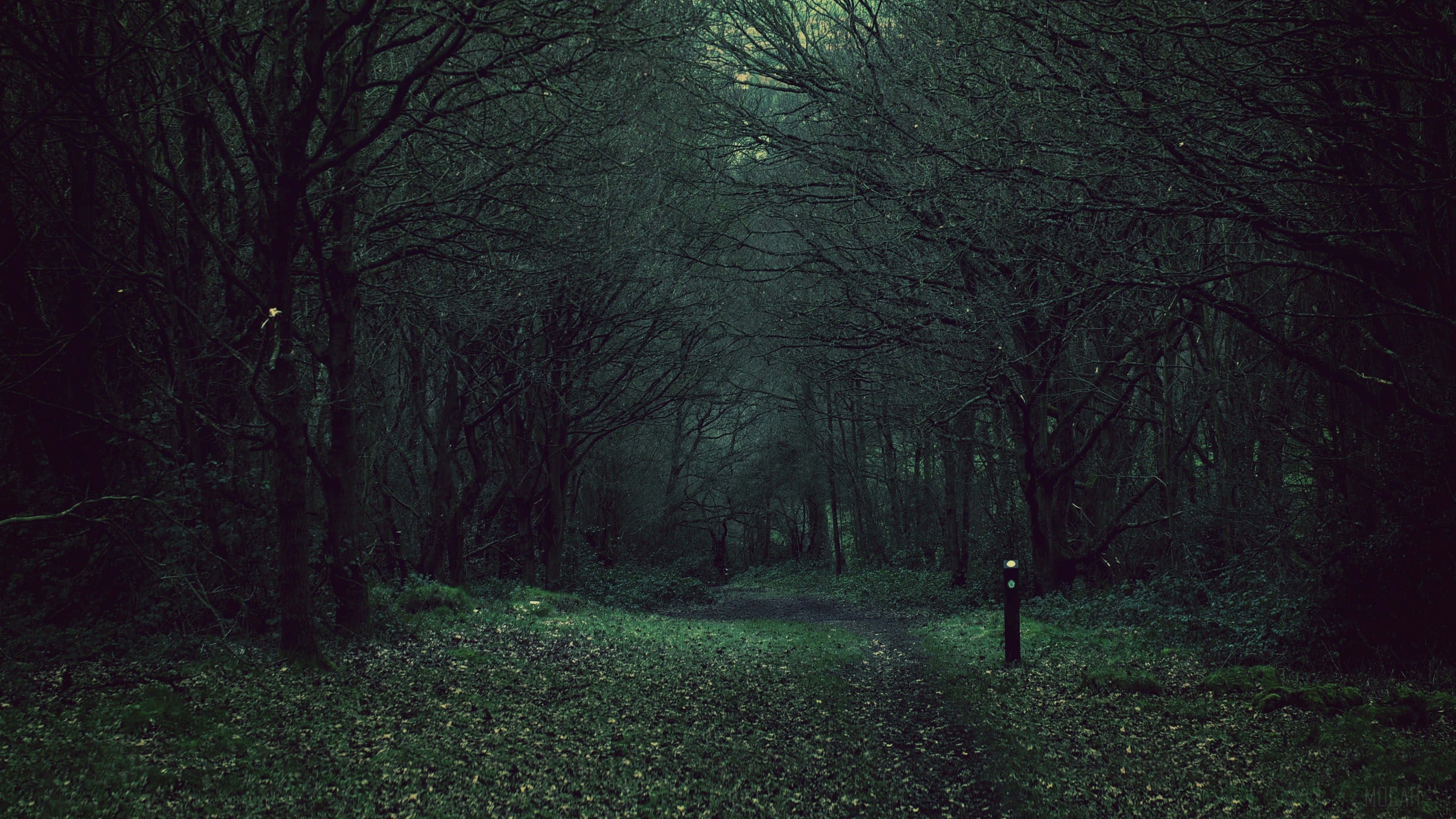 Somber, dark forest, narrow path, 4K Desktop Wallpaper