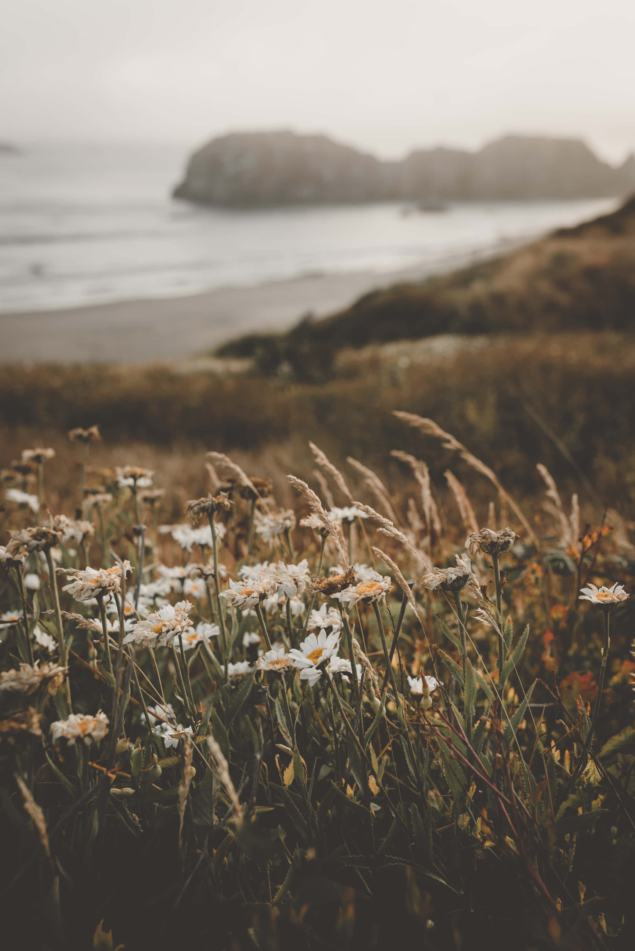 White daisies, soft focus foreground, misty ocean, 2K Phone Wallpaper