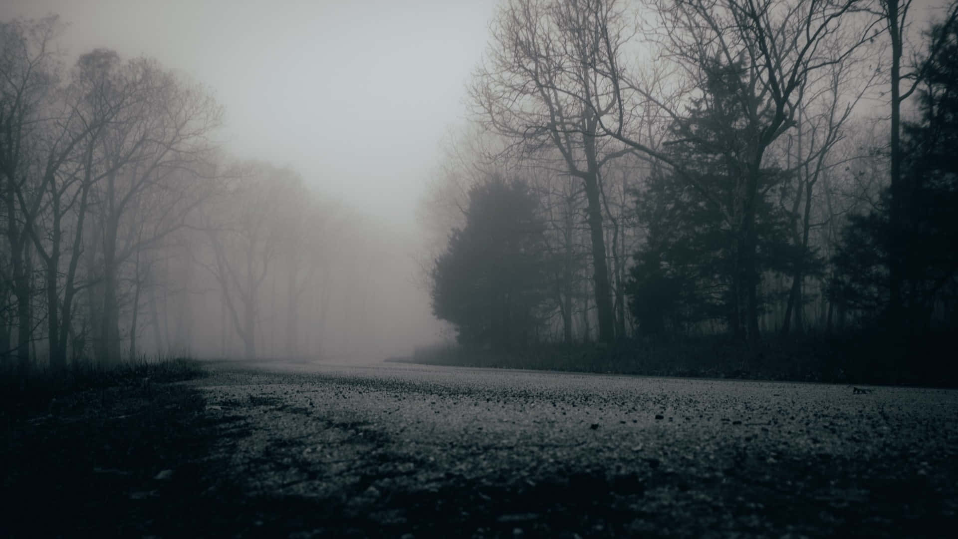misty forest road, bare trees, gray sky, Full HD Desktop Wallpaper