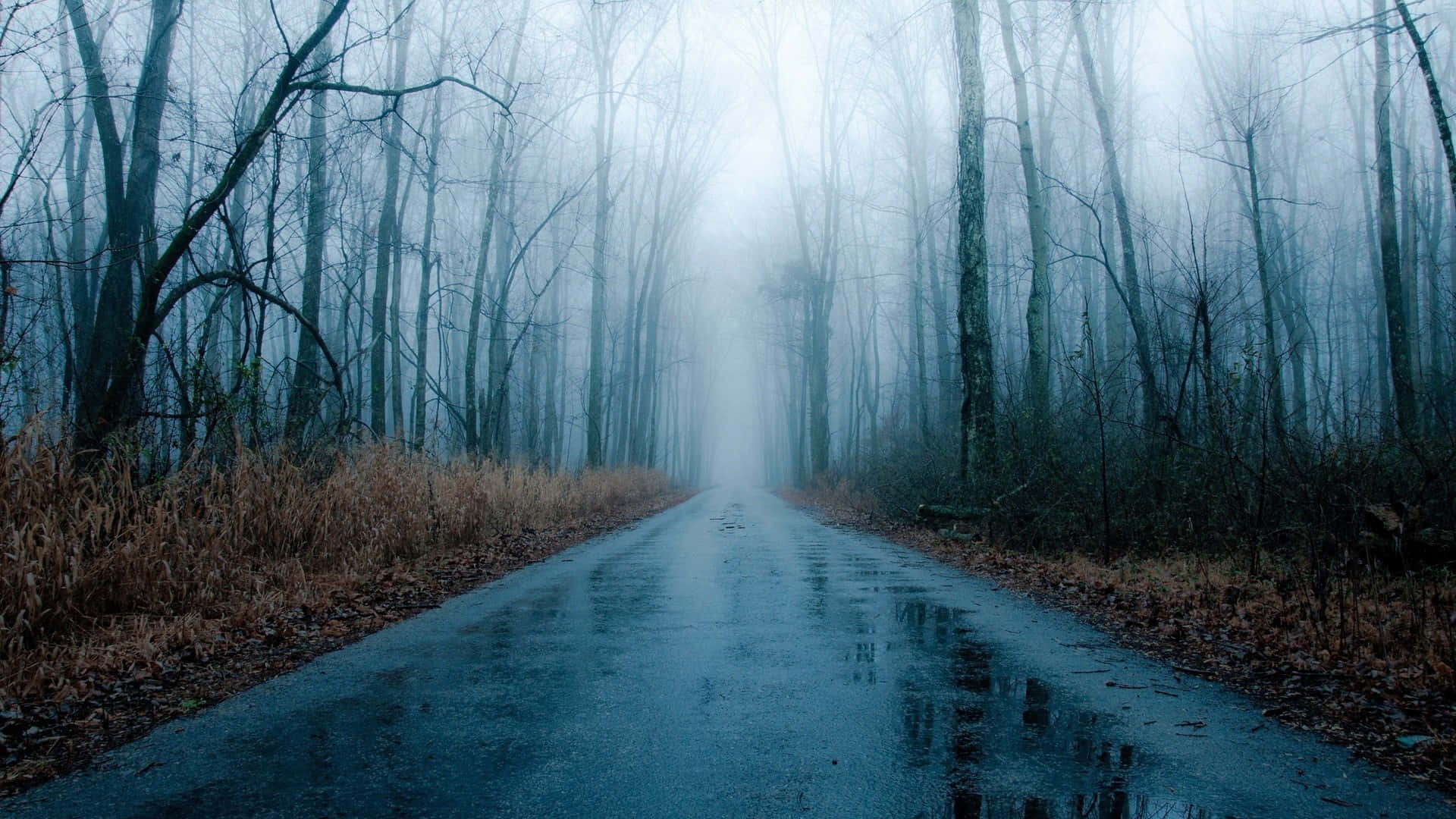 Somber, misty forest road, fog, Full HD Desktop Wallpaper