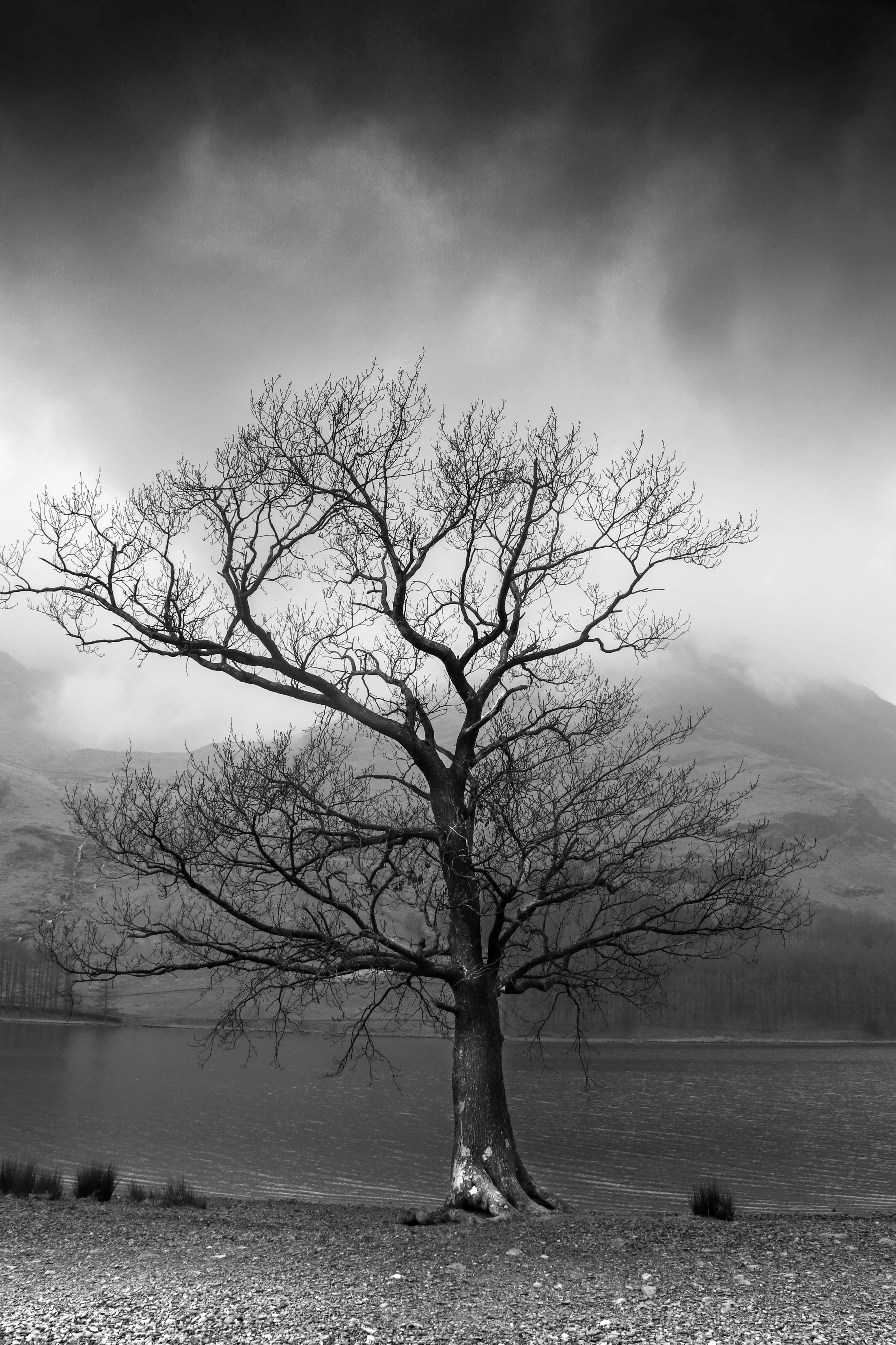 dead tree, misty lake, dramatic cloudy sky, 5K Phone Wallpaper