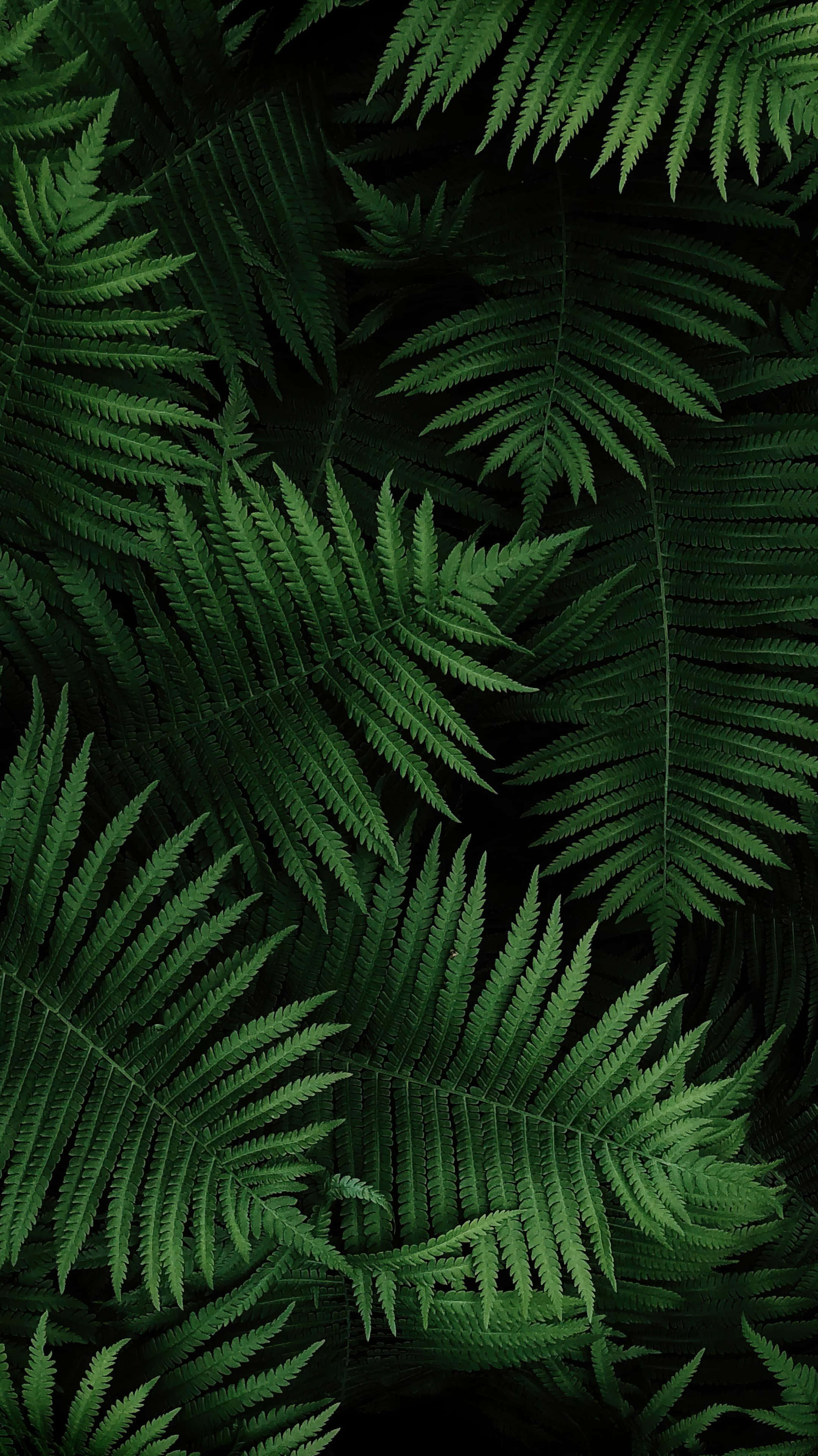 Sony Xperia 4K, vibrant green, fern fronds, 4K Phone Wallpaper