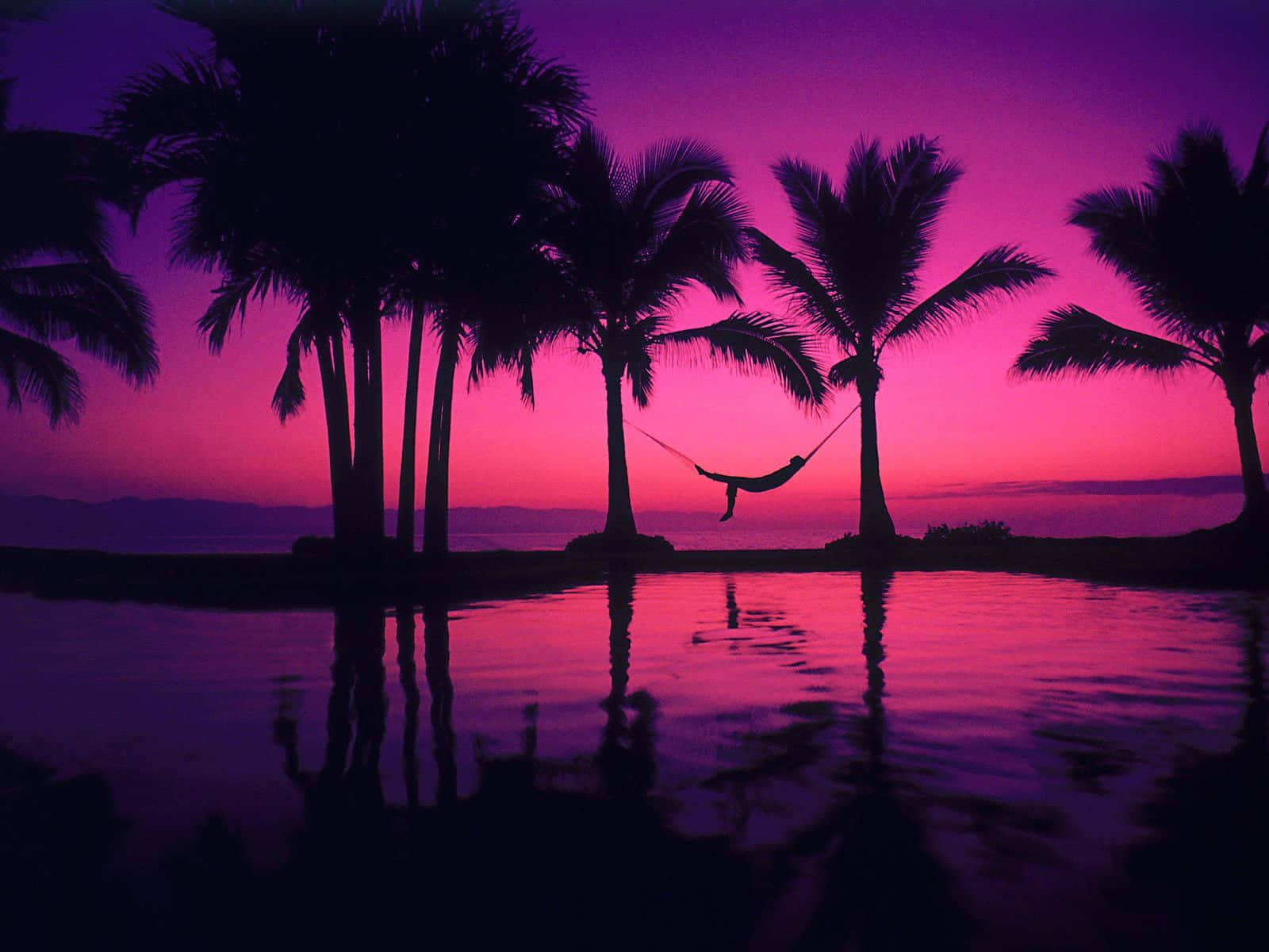 sunshine, palm trees, vibrant pink and purple sunset, HD Desktop Wallpaper