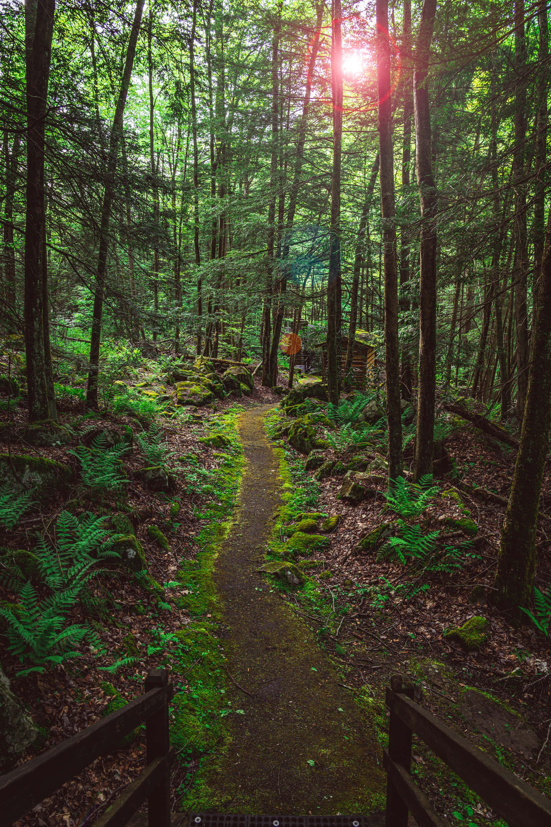 sunlit forest path, tall trees, mossy ferns, 2K Phone Wallpaper