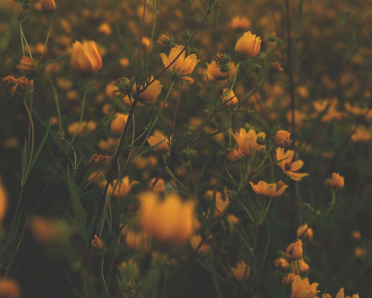 Golden cosmos flowers, sunlit meadow, soft bokeh, HD Desktop Wallpaper