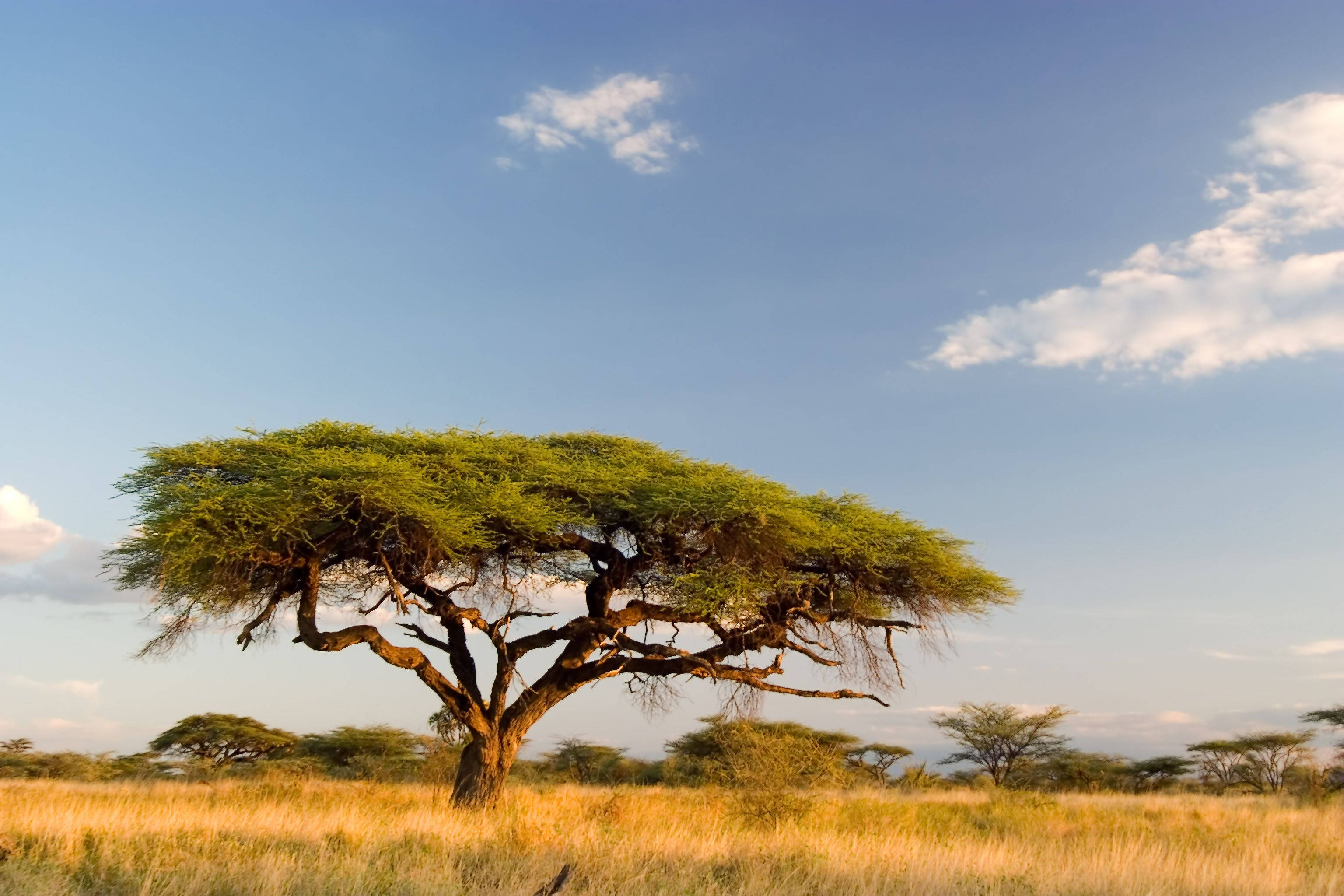 acacia tree, golden grass, vast blue sky, 2K Desktop Wallpaper