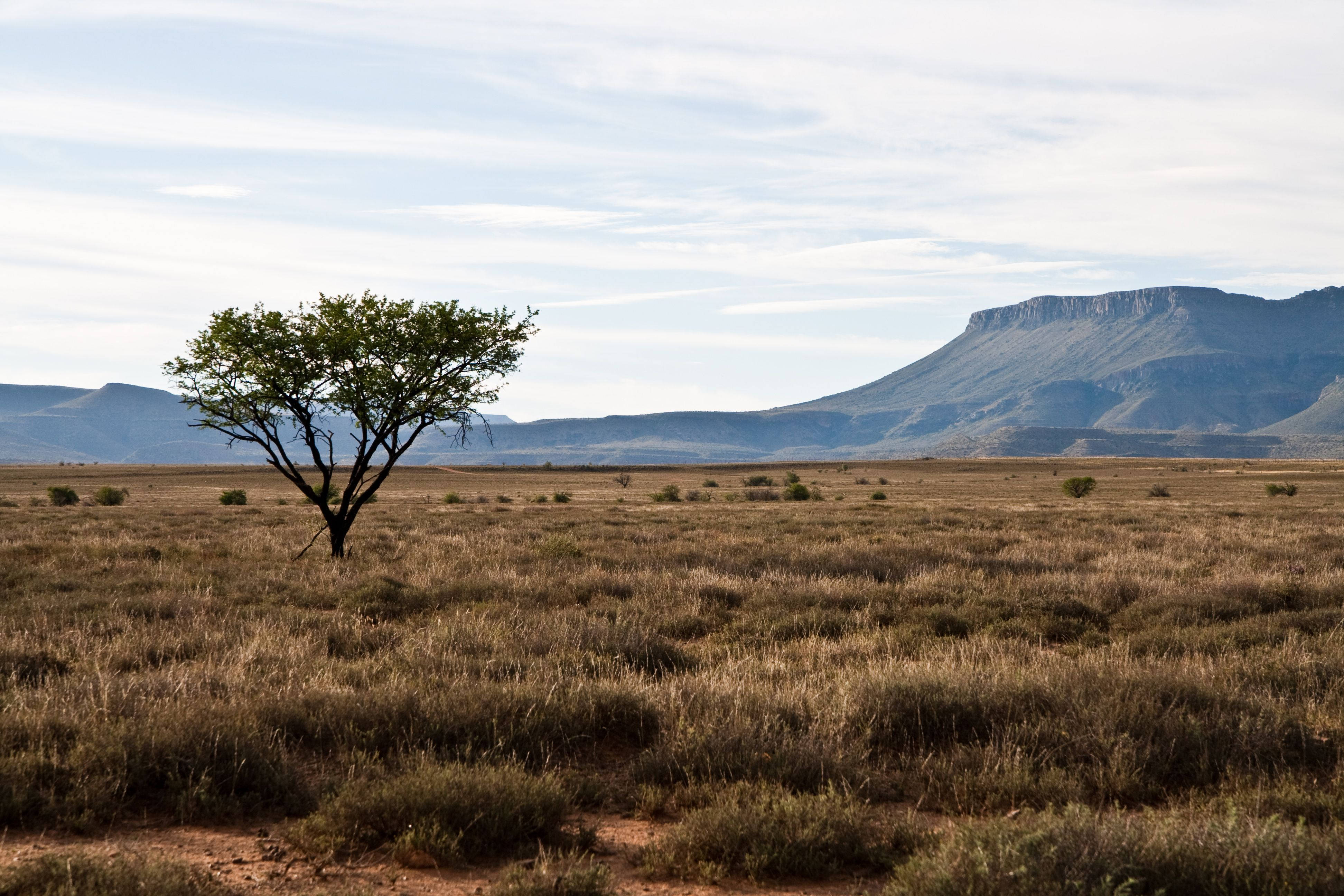 South Africa, dry savanna, lone tree, 4K Desktop Wallpaper