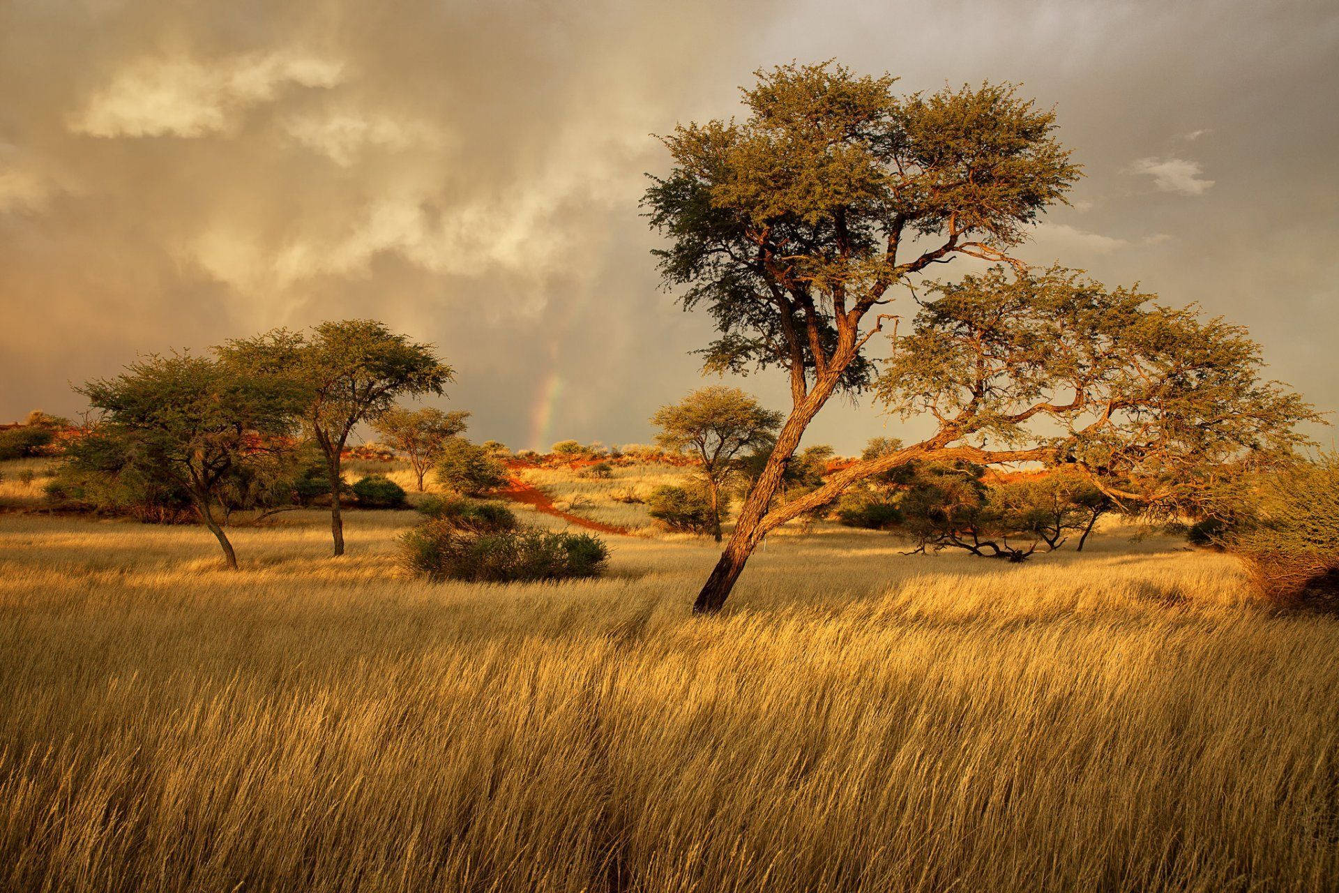 savannah land, acacia tree, golden grass, Full HD Desktop Wallpaper