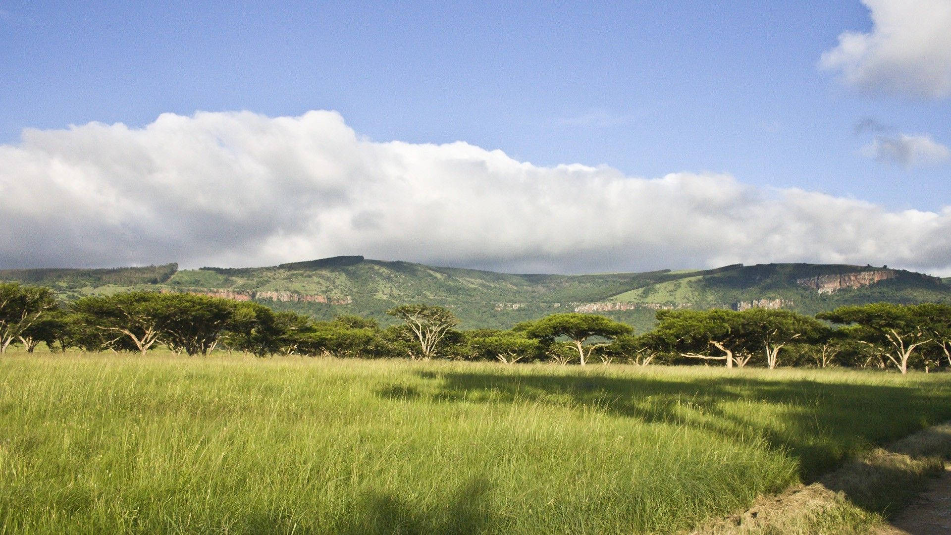 South Africa, acacia trees, green grassland, Full HD Desktop Wallpaper
