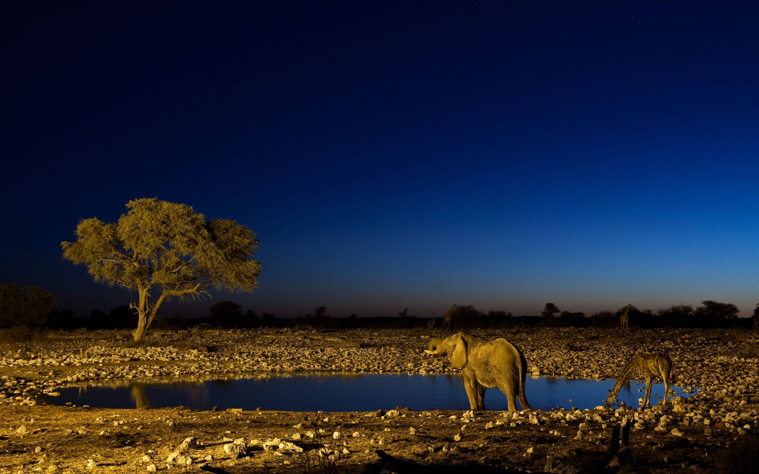 South Africa, elephants, waterhole, 2K Desktop Wallpaper