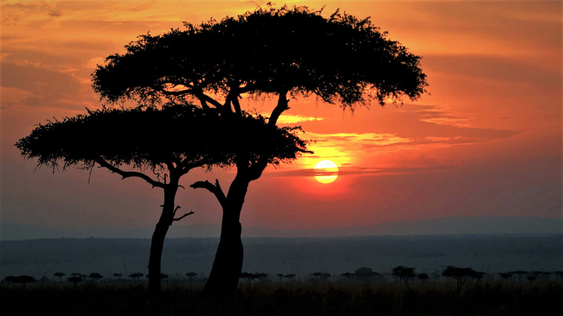 acacia trees, fiery orange sunset, African savanna, Full HD Desktop Wallpaper