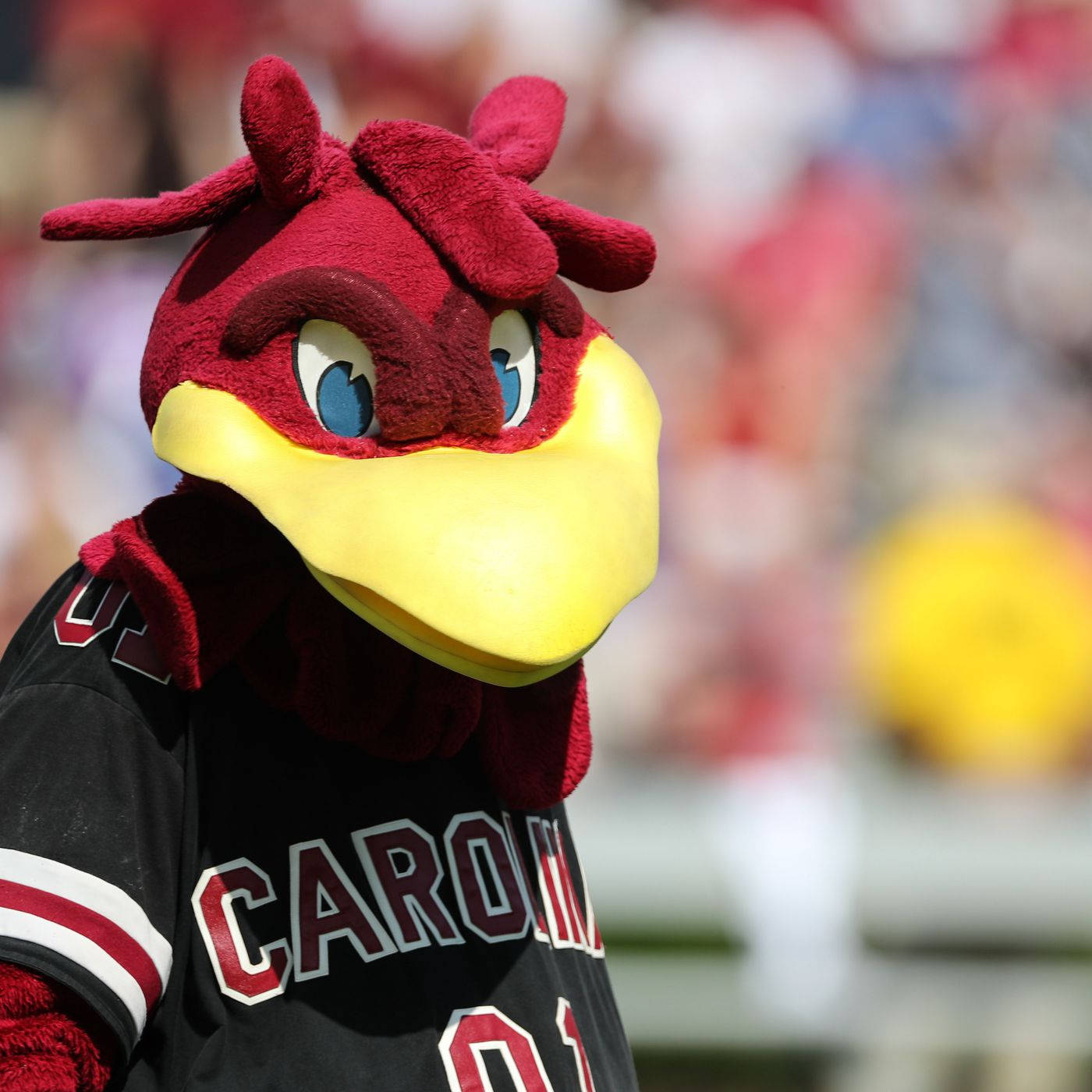 South Carolina Gamecocks, red and yellow bird mascot, black Carolina jersey, HD Desktop Wallpaper
