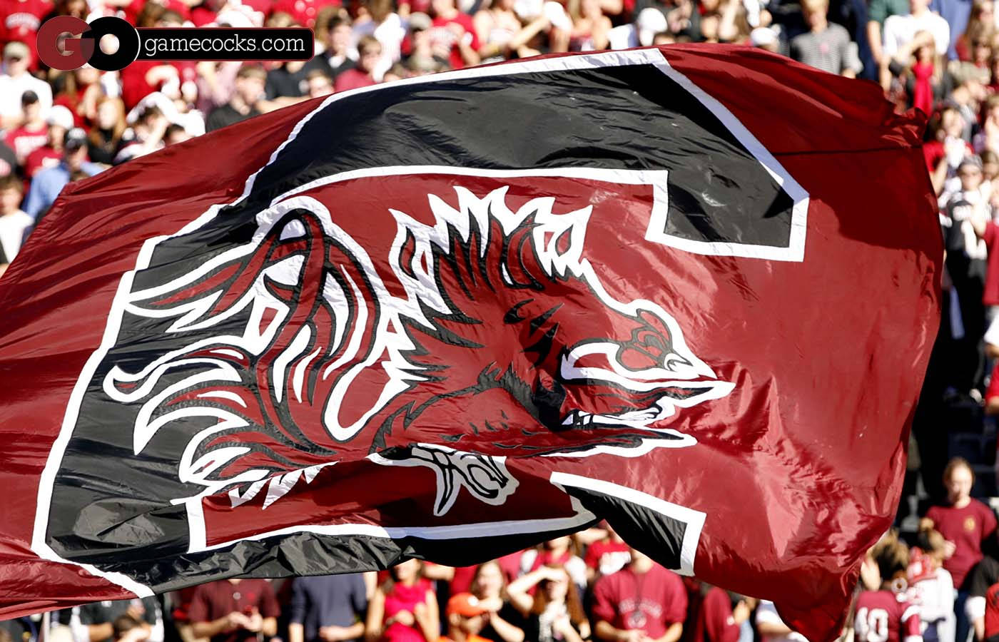 South Carolina Gamecocks, crimson and black, fierce gamecock logo, HD Desktop Wallpaper