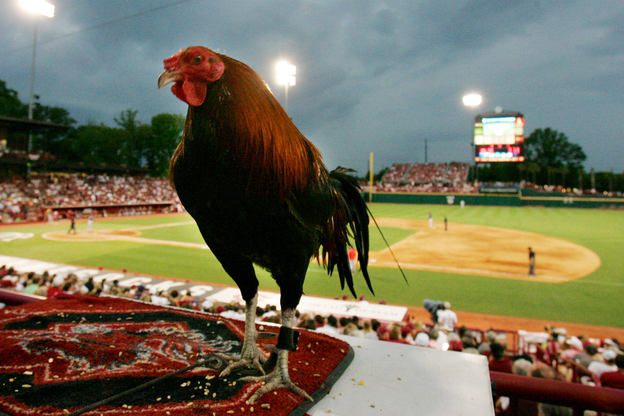South Carolina Gamecocks, rooster, stadium seat, Full HD Desktop Wallpaper