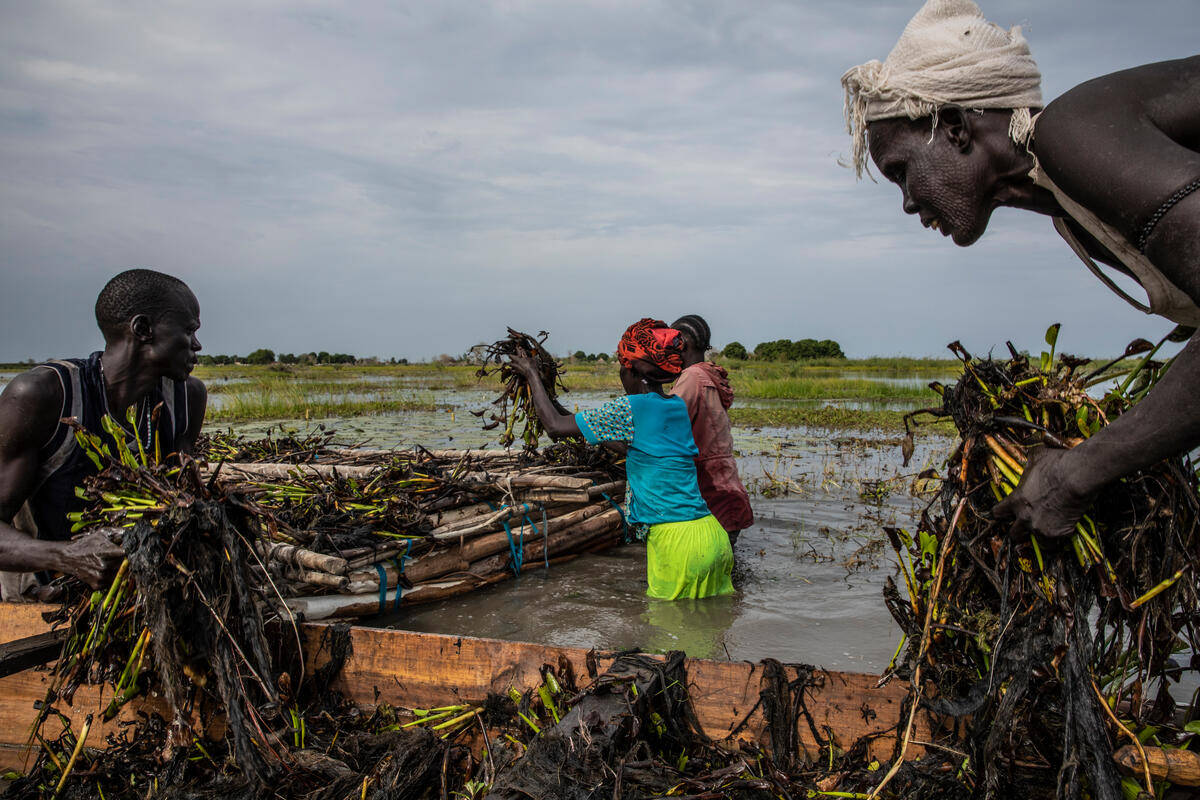 South Sudan, reeds, wooden boat, SD Desktop Wallpaper