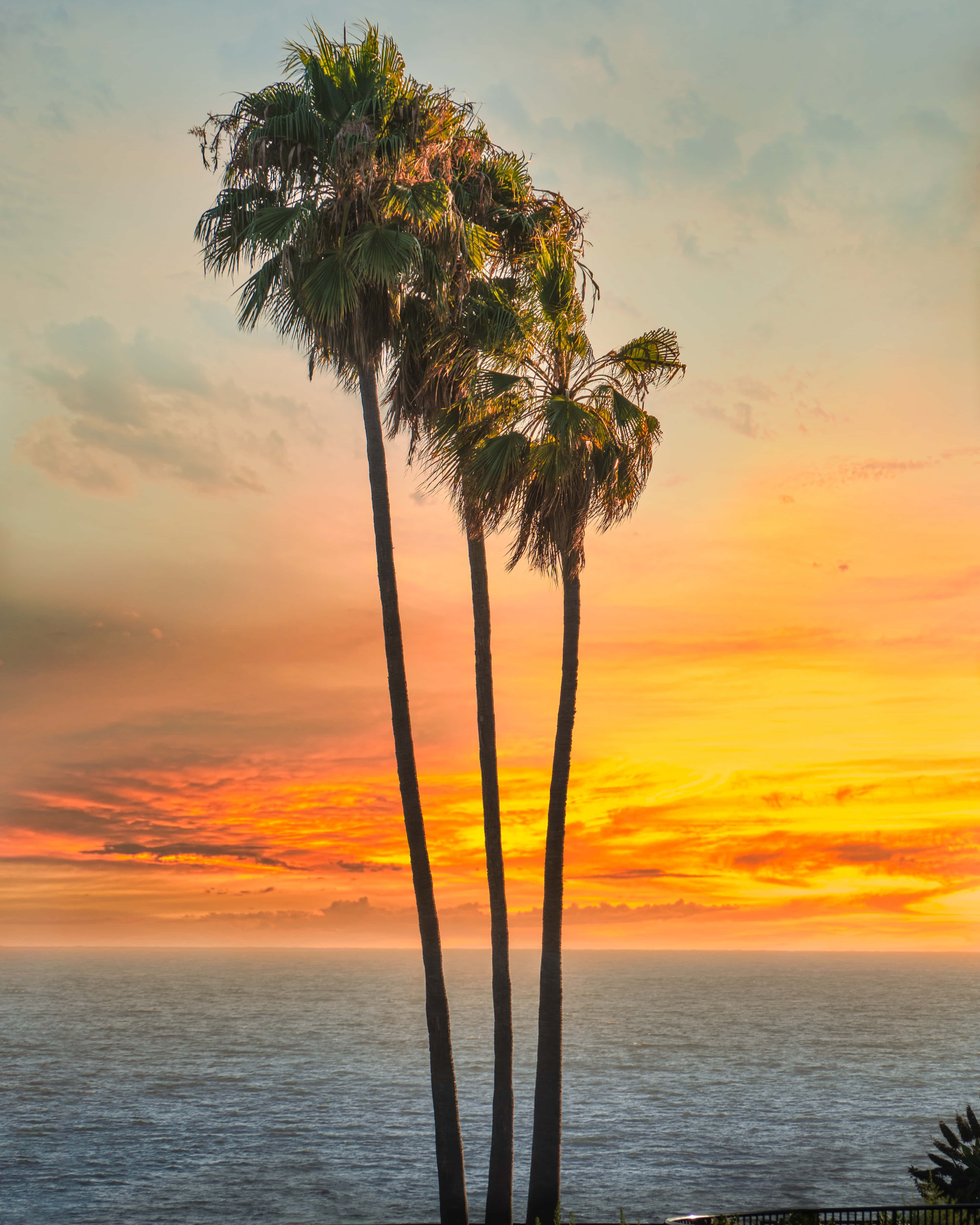 Southern California, palm trees, orange and pink sunset, 4K Phone Wallpaper