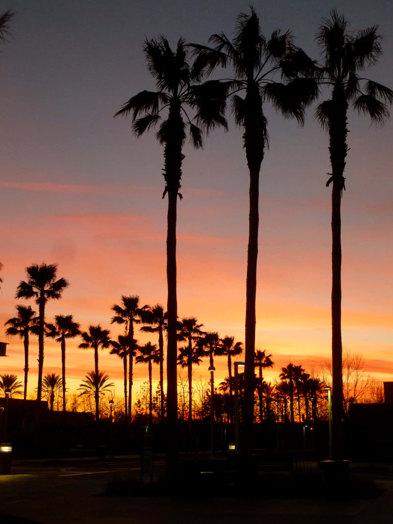 palm tree, sunset, orange, HD Phone Wallpaper