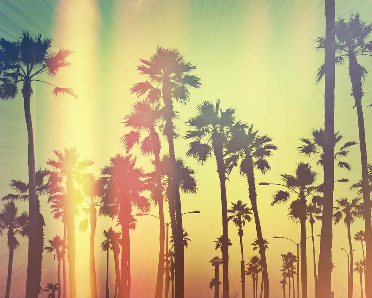 Southern California, palm trees, sunset, HD Desktop Wallpaper