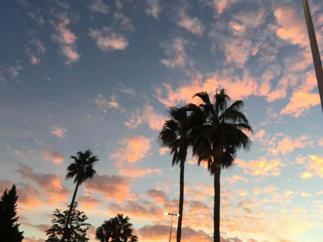 sunset, palm trees, pink orange and blue clouds, SD Desktop Wallpaper