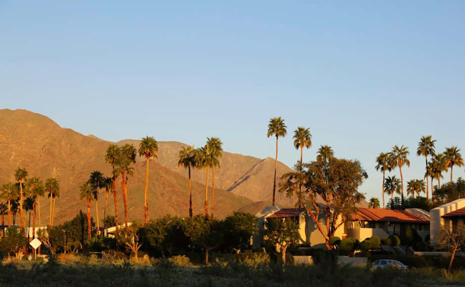 Southern California, golden hour, palm trees, SD Desktop Wallpaper
