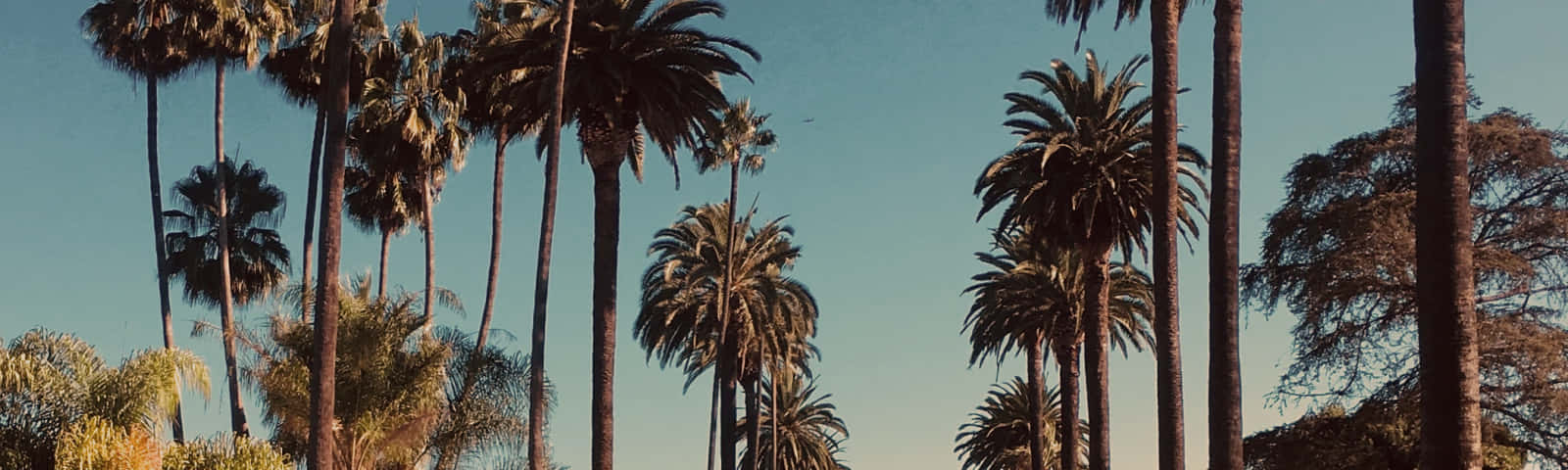 Southern California, palm trees, clear blue sky, HD Desktop Wallpaper