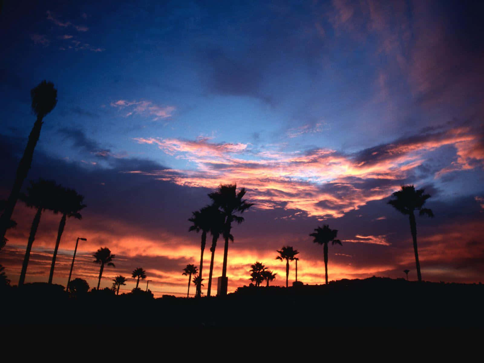 Southern California, palm trees, twilight sky, HD Desktop Wallpaper