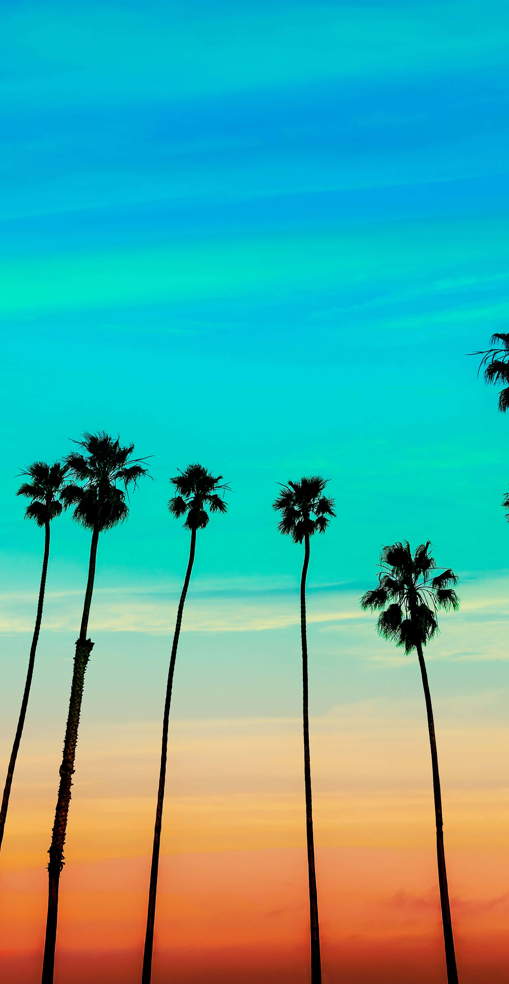 palm trees, sunset, turquoise, 2K Phone Wallpaper