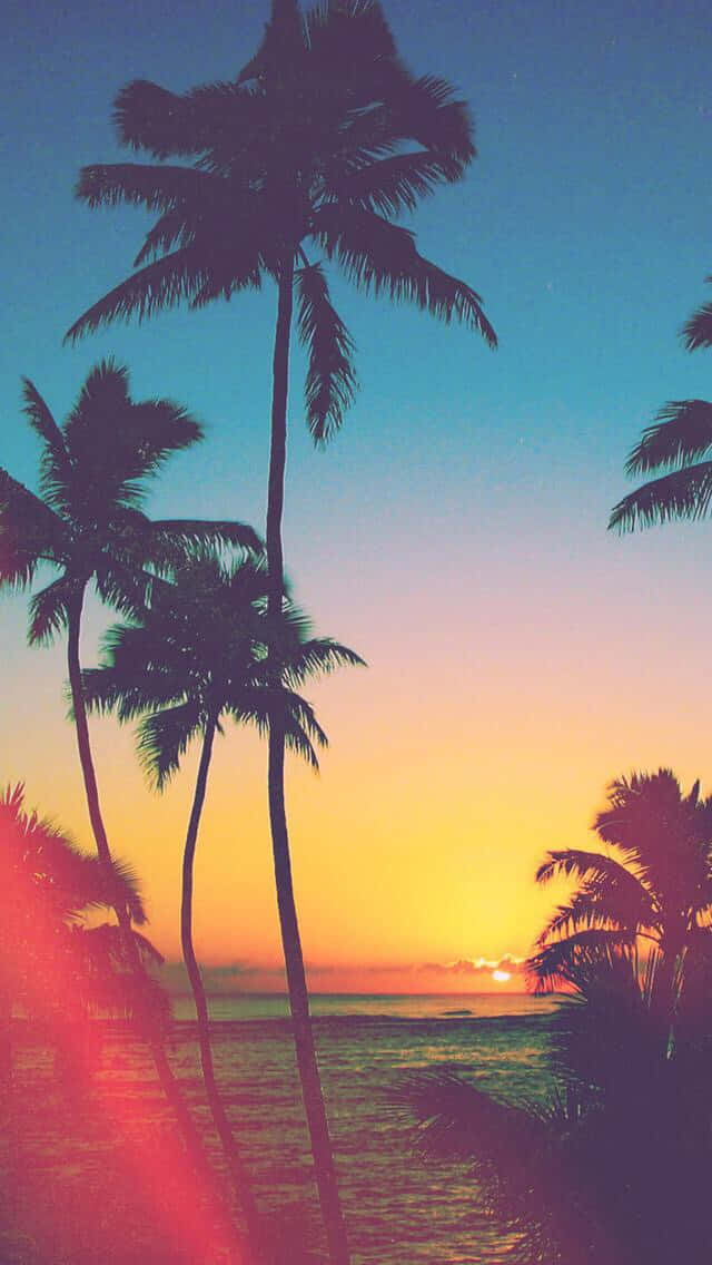 California summer, palm trees, sunset, SD Phone Wallpaper
