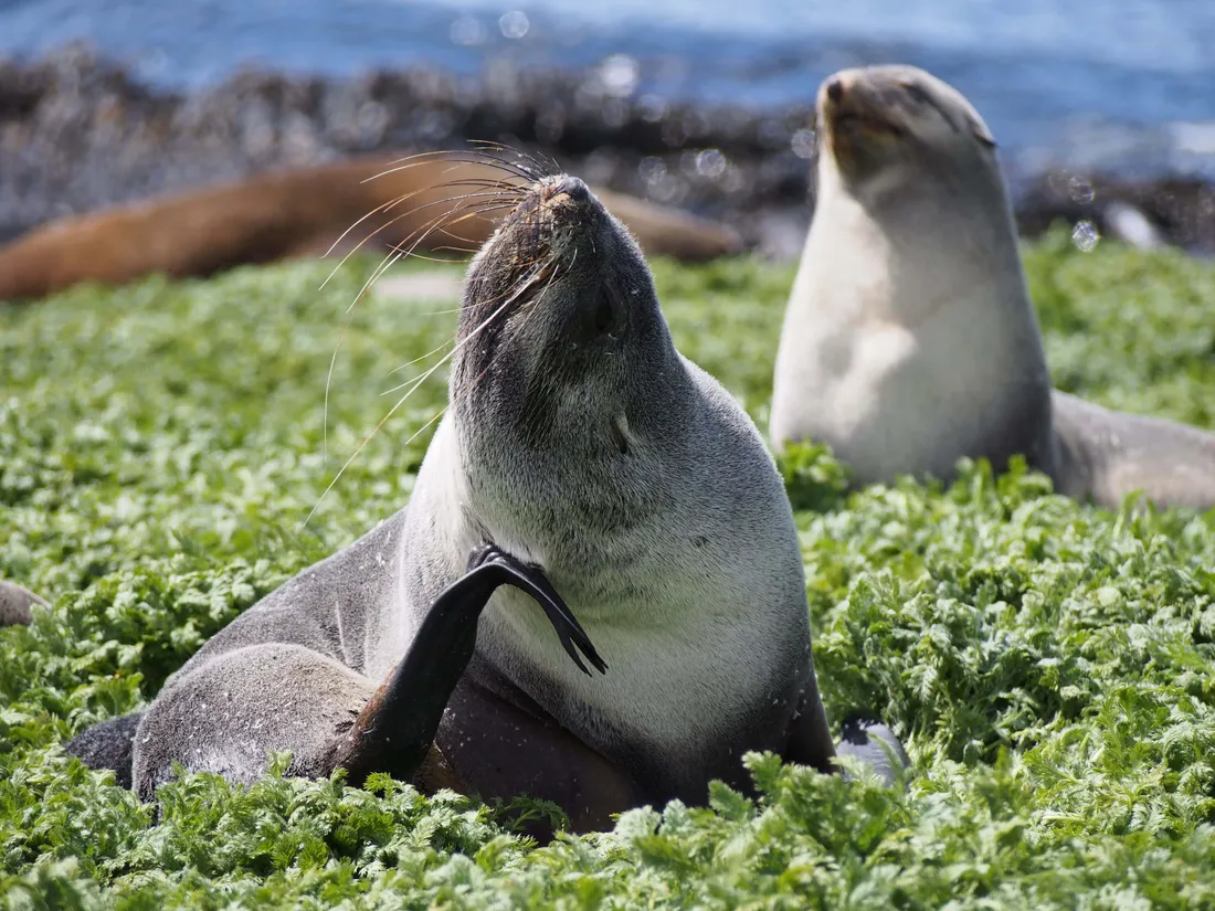 Southern Fur Seal