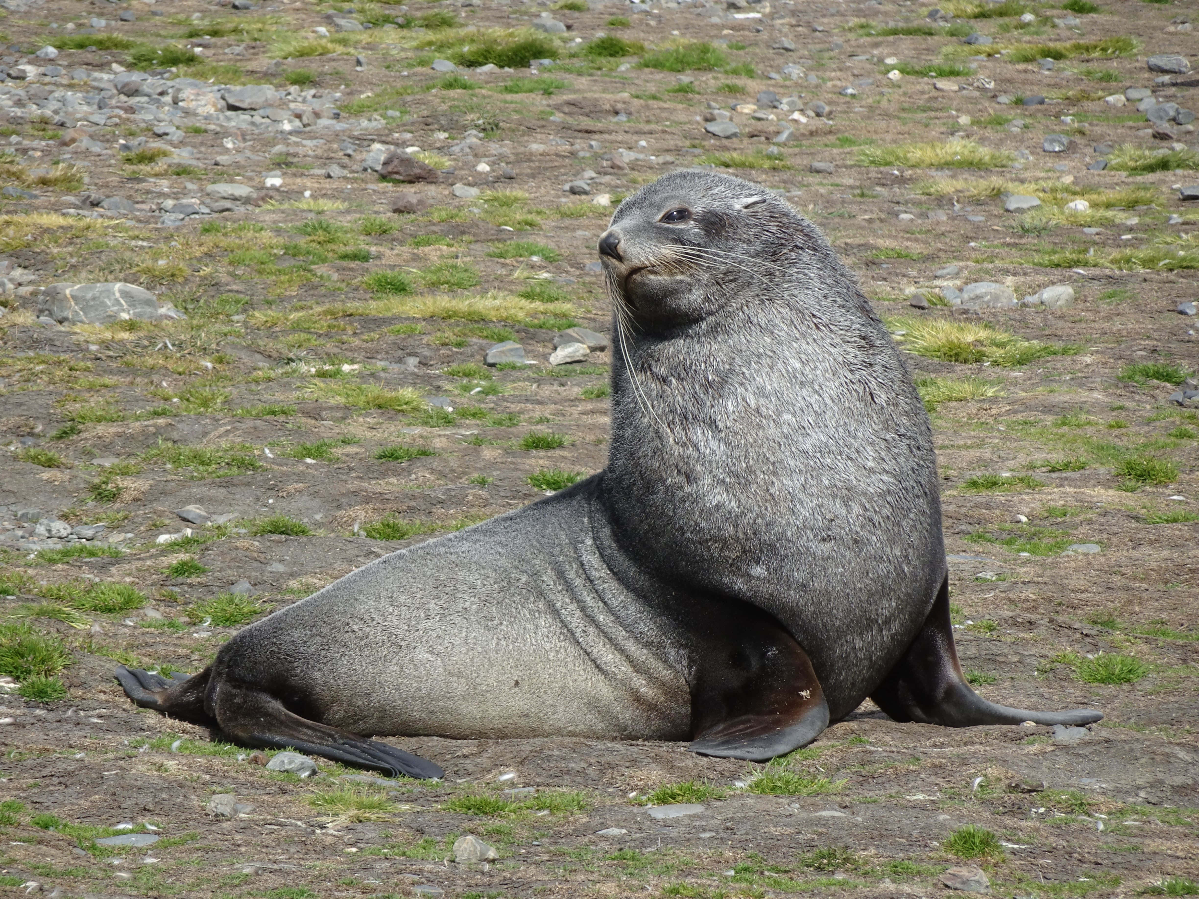 Southern Fur Seal, rocky terrain, sparse green grass, 4K Desktop Wallpaper