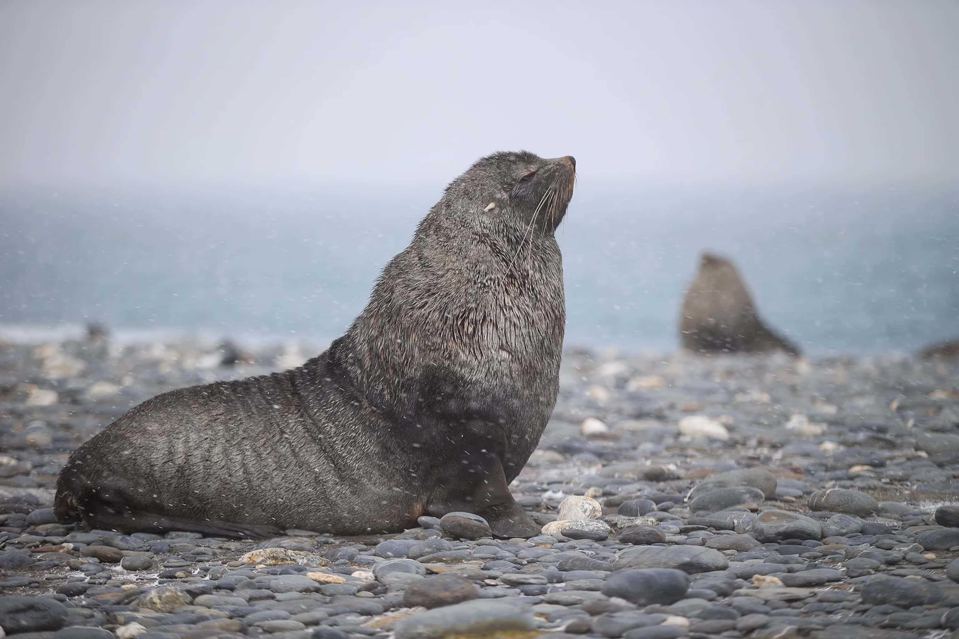 Southern Fur Seal, snowfall, pebbled shore, 2K Desktop Wallpaper