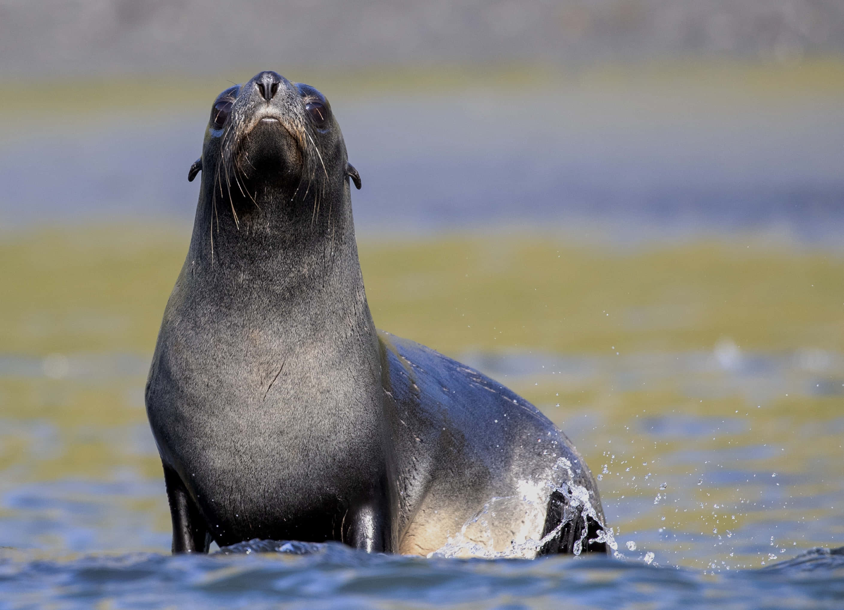 Southern Fur Seal, blue-green water, splash, 2K Desktop Wallpaper
