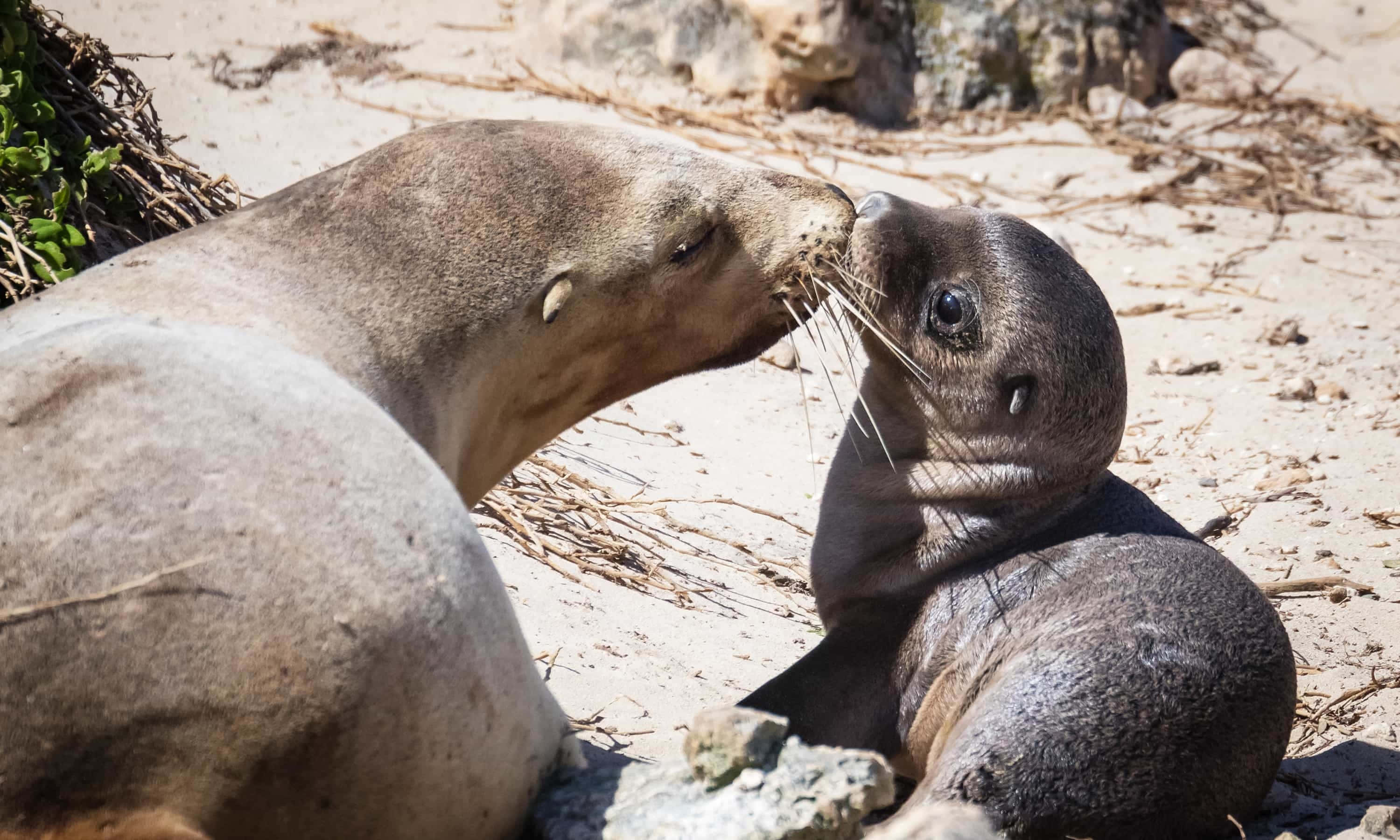 Southern Fur Seal, mother and pup, sunny sandy beach, 2K Desktop Wallpaper
