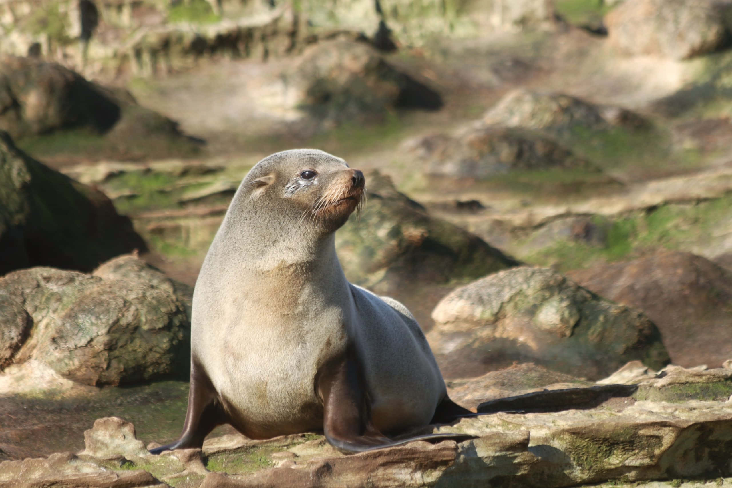 Southern Fur Seal, rocks, sunlit, 2K Desktop Wallpaper