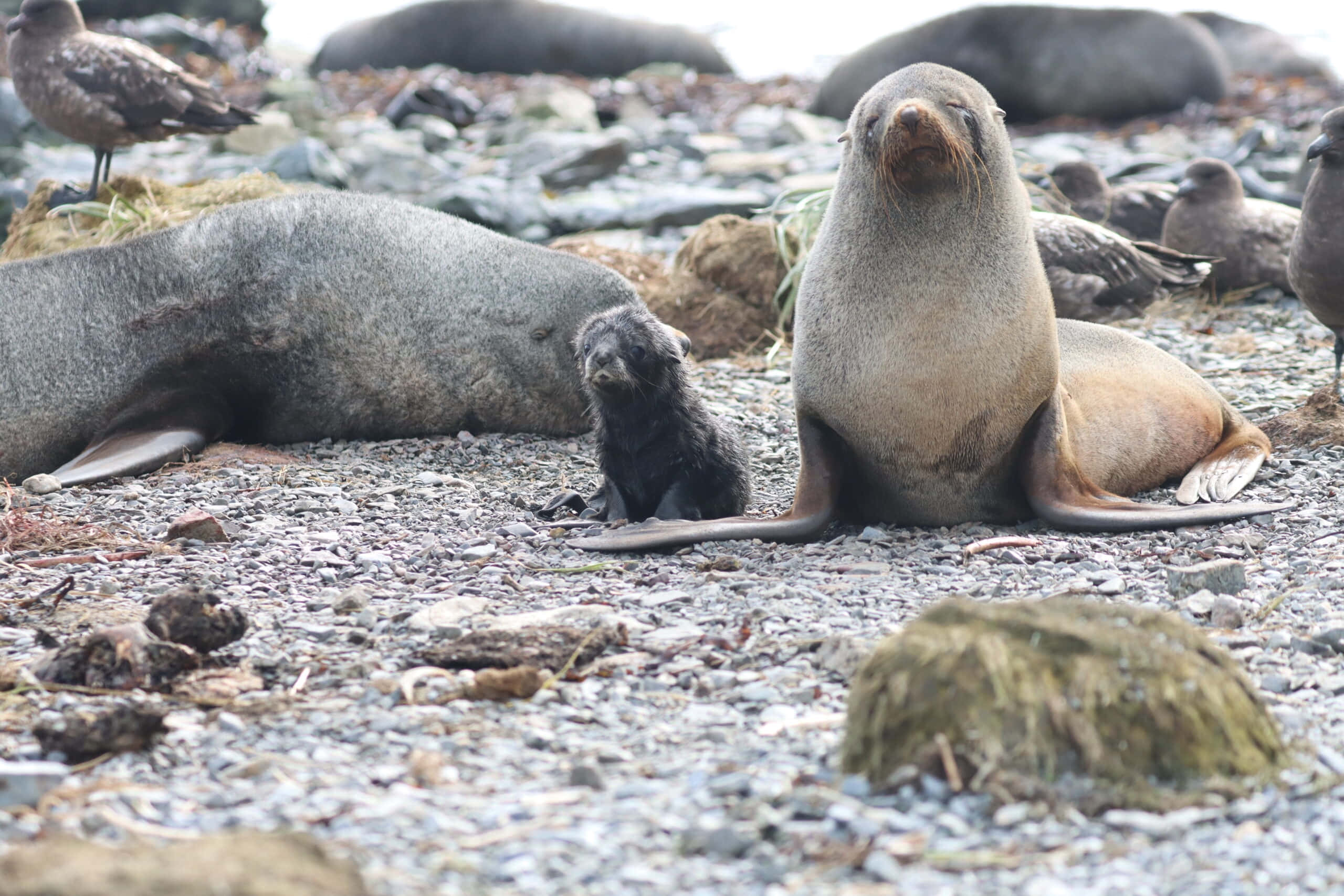 Southern Fur Seal, pup, rocky beach, 2K Desktop Wallpaper