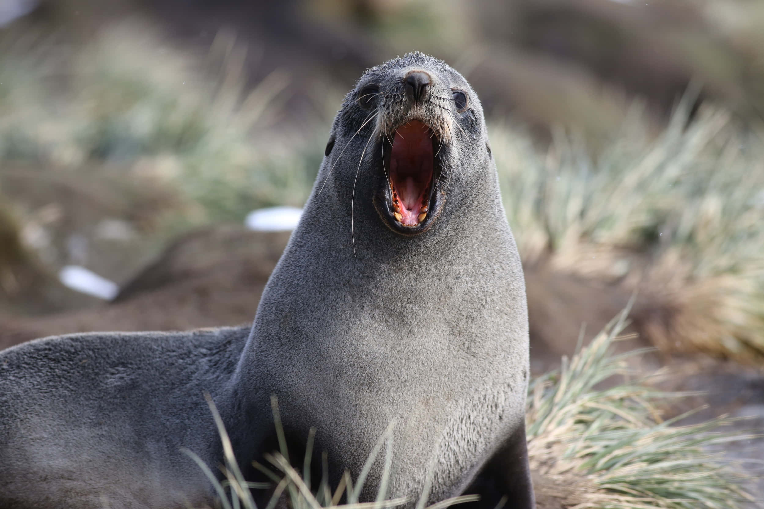Southern Fur Seal, vocalizing, grassy cliffside, Full HD Desktop Wallpaper