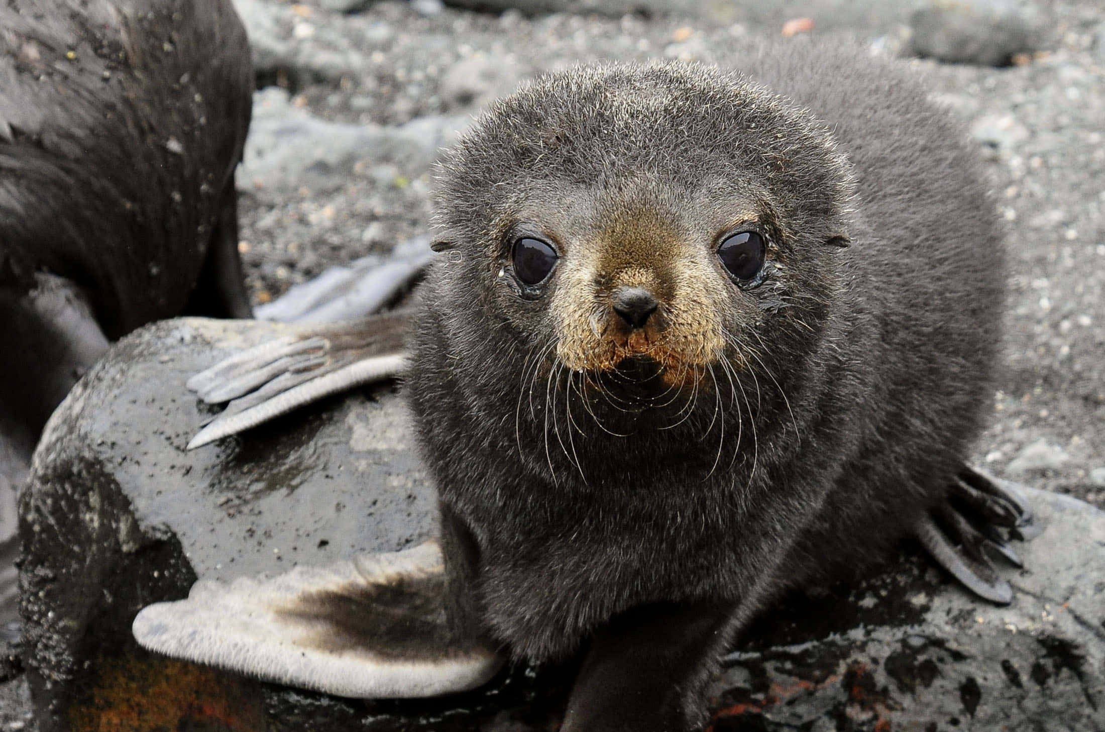 Southern Fur Seal, seal pup, dark gray, Full HD Desktop Wallpaper