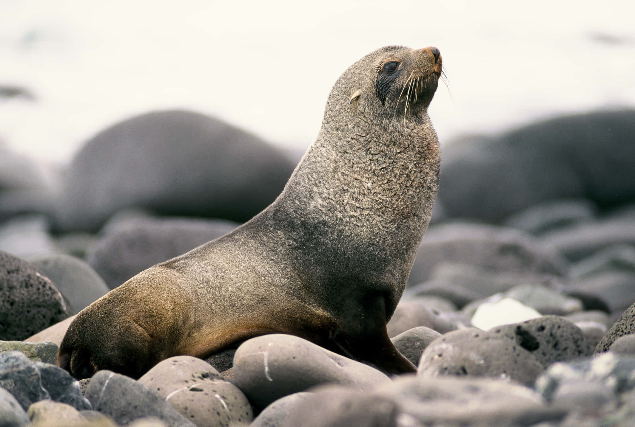 Southern Fur Seal, rocks, rocky beach, Full HD Desktop Wallpaper
