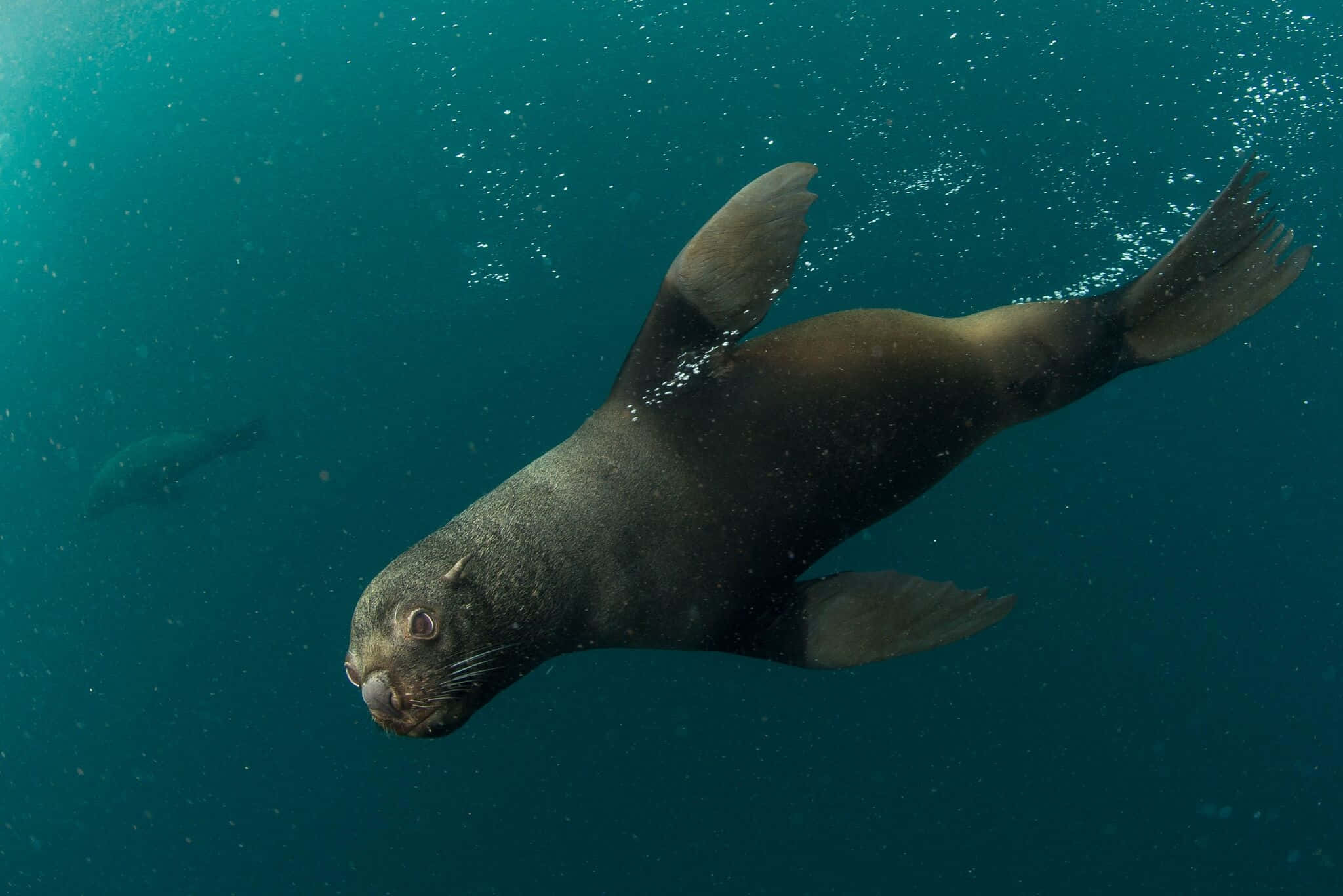 Southern Fur Seal, turquoise ocean water, bubbles, Full HD Desktop Wallpaper