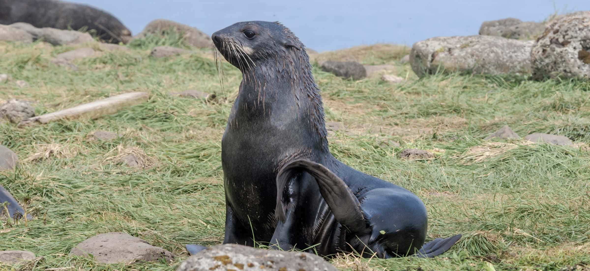 Southern Fur Seal, grassy terrain, calm blue water, Full HD Desktop Wallpaper