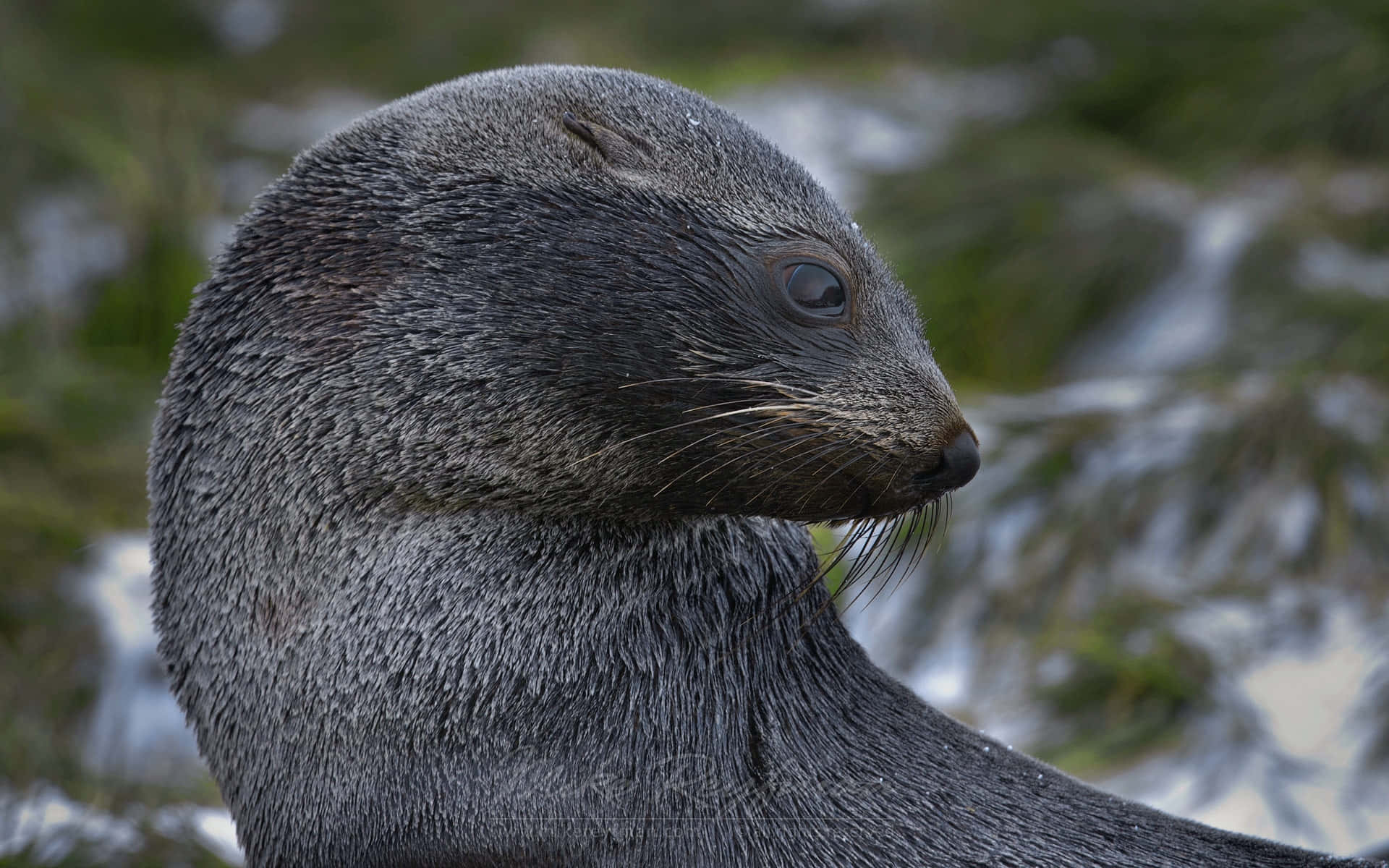 Southern Fur Seal, dark gray, profile, Full HD Desktop Wallpaper