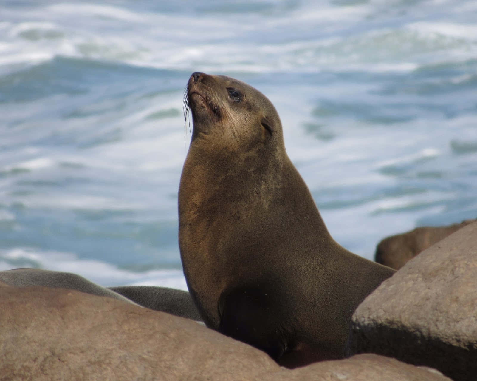 Southern Fur Seal, rocks, sunlit, HD Desktop Wallpaper