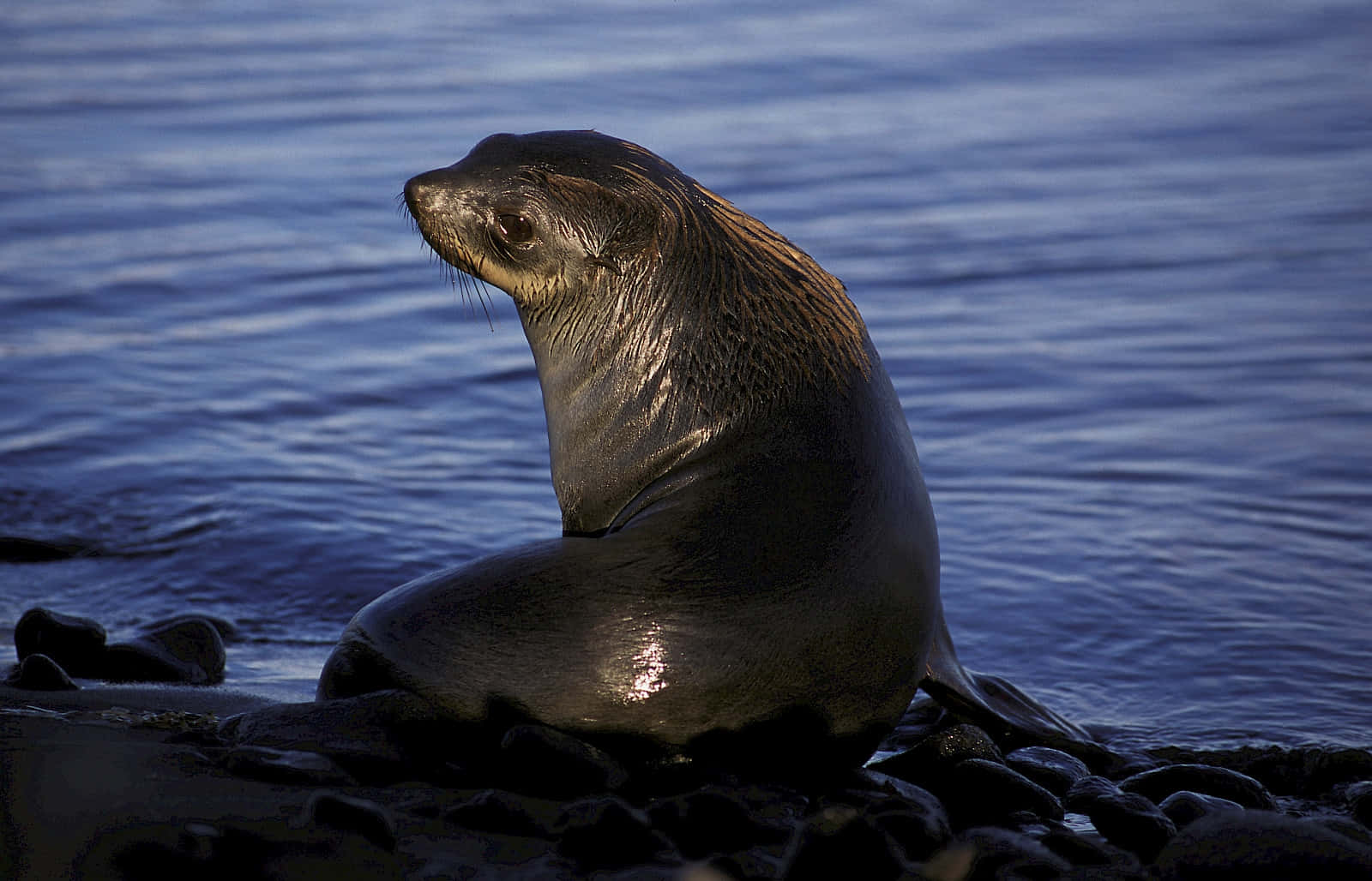 Southern Fur Seal, shoreline, dark rocks, HD Desktop Wallpaper